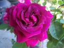 J. B. Clark rose photo