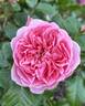Rosemantic Pink rose photo
