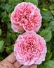 Rosemantic Pink rose photo