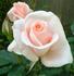 Peach Sherbet rose photo