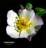 La Bonne Maison rose photo