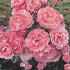 Mein Schöner Garten ® rose photo