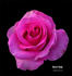 Here's Sam rose photo
