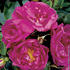 Smart Roadrunner ® rose photo