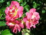 Cambridgeshire rose photo