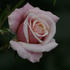 Softly Softly rose photo