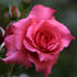 City of Christchurch rose photo