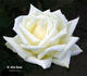 Dr. John Snow rose photo