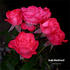 Andie MacDowell ™ rose photo
