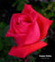 Summer Holiday ® rose photo