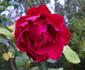 Tatjana ® rose photo