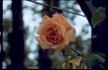 Louis Rödiger rose photo