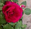 Granat rose photo