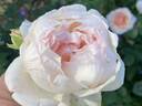 Love's Light rose photo