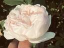Love's Light rose photo