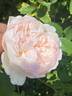 Love's Light rose photo