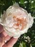 Love's Light rose photo