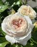 Angels Delight rose photo