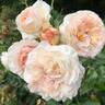 Angels Delight rose photo