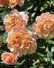 Beverly Ann Clay rose photo