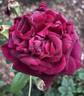 Allegorie rose photo