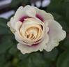 Brideside! rose photo