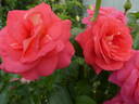 Sommersonne rose photo