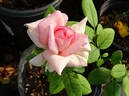 Kristen Singer rose photo