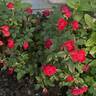 True Love rose photo