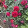 True Love rose photo