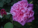 Souvenir de la Malmaison Rouge rose photo