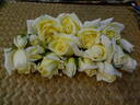 Sir Henry Segrave rose photo