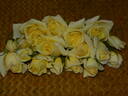 Sir Henry Segrave rose photo
