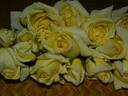 Sir Henry Segrave rose photo