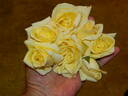 Sir Henry Segrave rose photo