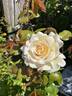Anastasia® rose photo