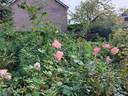 Bellavista ® rose photo