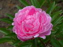 Walter Faxon peony photo