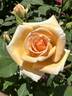 Sam Trivitt rose photo