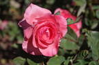 Agéna ® rose photo