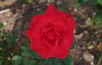 Hot Lips rose photo
