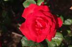 Hot Lips rose photo