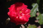 Hot Lips rose photo