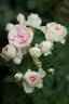 Pompon Veranda ® rose photo