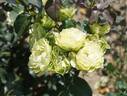 Green with Envy rose photo