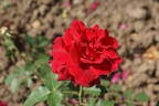 Kardinal rose photo