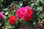 Lovestruck rose photo