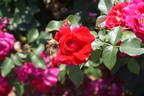 Lovestruck rose photo