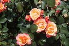 Saloon rose photo
