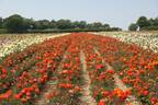 Super Trouper rose photo